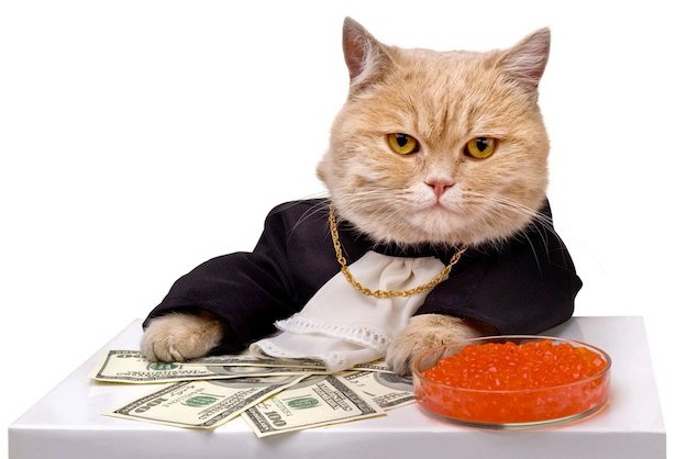 Cat Cavier